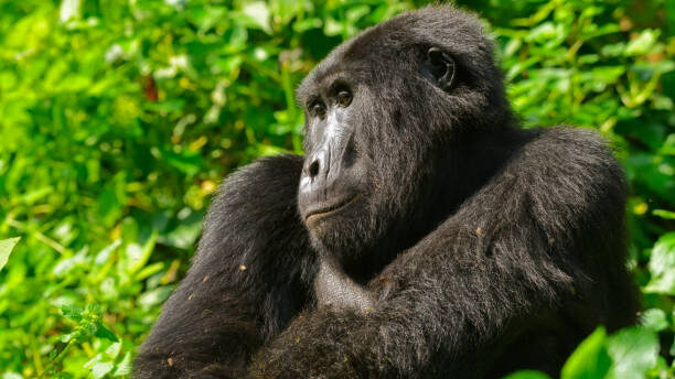 Gorilla trekking Uganda Gorilla trekking Uganda