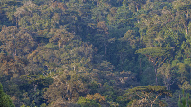 Rainforest in the Bwindi Impenetrable National Park, Uganda Kyambura Gorge