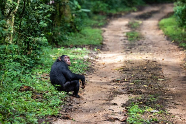 chimpanze trekking Uganda chimpanze trekking Uganda